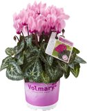 Ciklama 'Angelito' mini (lat. Cyclamen persicum) 1 kom
