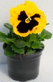 Maćuhica (lat. Viola wittrockiana) 1 kom
