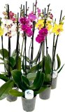 Orhideja 'Piardino' (lat. Phalaenopsis hybride) 1 kom