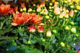 Krizantema (lat. Chrysanthemum indicum) 1 kom