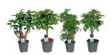 POLYSCIAS