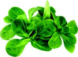 Salata Matovilac Pakiranje 100 g