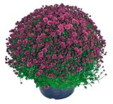 Krizantema Multiflora Ø 25 cm, razne boje