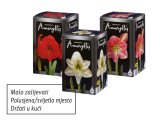 Amarilis lukovice 1 kom