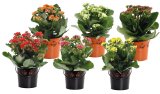 Guzmania Variada Ø 14 cm, u ukrasnoj tegli 1 kom