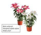 Ljiljan 1 kom
