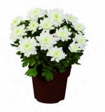 Krizantema multiflora 1 kom