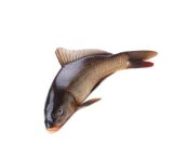 Cijeli šaran ili od rezak š arana PP Orahovica 1 kg