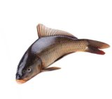 Cijeli šaran ili odrezak šarana PP Orahovica 1 kg