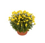 Domaća Krizantema Multiflora, lončanica 23 cm, visina 55 cm komad