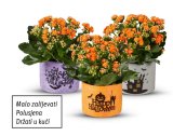 Kalanhoa (u keramičkoj tegli)
