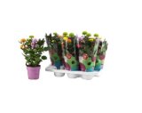 Krizantema Flowerpops, lončanica 14 cm , visina 40 cm komad
