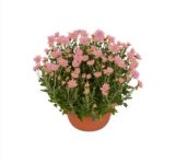 Domaća krizantema Multiflora, lončanica 23 cm, visina 55 cm komad