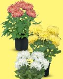Krizantema grandiflora Komad