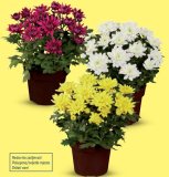 Krizantema multiflora Komad