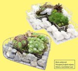 Sempervivum mix Komad