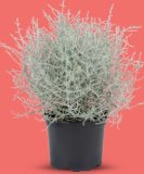 Srebrni grm (Leucophyta) Komad