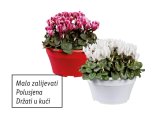 Ciklama