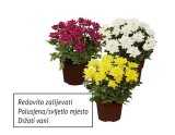 Krizantema multiflora