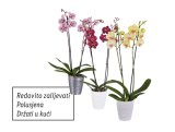 Orhideja phalaenopsis (u ukrasnoj tegli)