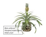 Ukrasni ananas (u tegli)