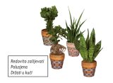 Zeleni mix (u keramičkoj tegli)