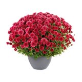 Domaća krizantema, lončanica 20 cm