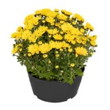 Domaća krizantema Multiflora