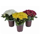 Krizantema Margarita Mix