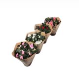 Azalea Mix lončanica 12,5 cm, visina 23 cm komad