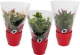 Božićni kaktus 1 kom