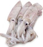 Svježa lignja 100-300 grama/komad 1 kg