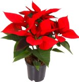 Božićna zvijezda (lat. Euphorbia pulcherrima)