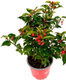 Božikovina 'Blue Princess' (lat. Ilex meserveae)