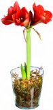 Amarilis (u staklenci)