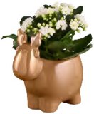 Kalanhoa (u ukrasnoj tegli)