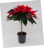 Božićna zvijezda na stablu fi 17 cm