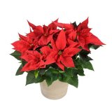 Domaća Božićna zvijezda, lončanica 13 cm, visina 30 cm komad