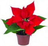 Mini božićna zvijezda