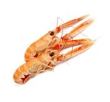 ŠKAMPI 13-16 smrznuto, 1 kg