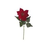 Rezano cvijeće - PIK berry/borovina 38 cm i Božićna zvijezda 43 cm crvena