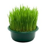 Sjeme povrća Green Garden božićna pšenica 100 g