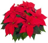 Biljka mjeseca - Božićna zvijezda (lat. Euphorbia pulcherrima)