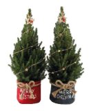 Bor Pinus Pinea Xmas Ø 19 cm 1 kom