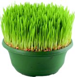 Božićna pšenica (lat. Triticum)