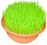 Božićna pšenica Ø 17cm, zasađena 1 kom