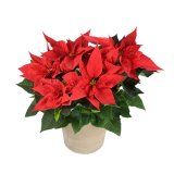 Domaća Božićna zvijezda komad