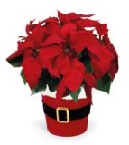 Božićna zvijezda Santa Ø 12 cm 1 kom