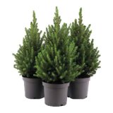 Bor Picea Glauca Conica Ø 19 cm ili Ø 21 cm 1 kom