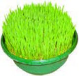 Božićna pšenica Ø 17 cm, zasađena 1 kom